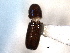  ( - CNC COLEO 00138467)  @11 [ ] CreativeCommons - Attribution (2012) CNC/CBG Photography Group Centre for Biodiversity Genomics