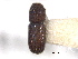  ( - CNC COLEO 00138472)  @11 [ ] CreativeCommons - Attribution (2012) CNC/CBG Photography Group Centre for Biodiversity Genomics