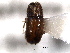  ( - CNC COLEO 00138478)  @11 [ ] CreativeCommons - Attribution (2012) CNC/CBG Photography Group Centre for Biodiversity Genomics