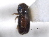  ( - CNC COLEO 00138479)  @11 [ ] CreativeCommons - Attribution (2012) CNC/CBG Photography Group Centre for Biodiversity Genomics