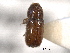  ( - CNC COLEO 00138480)  @11 [ ] CreativeCommons - Attribution (2012) CNC/CBG Photography Group Centre for Biodiversity Genomics