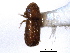  (Pityophthorus concentralis - CNC COLEO 00138484)  @11 [ ] CreativeCommons - Attribution (2012) CNC/CBG Photography Group Centre for Biodiversity Genomics