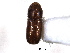  ( - CNC COLEO 00138485)  @11 [ ] CreativeCommons - Attribution (2012) CNC/CBG Photography Group Centre for Biodiversity Genomics