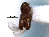  ( - CNC COLEO 00138486)  @11 [ ] CreativeCommons - Attribution (2012) CNC/CBG Photography Group Centre for Biodiversity Genomics