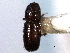  ( - CNC COLEO 00138487)  @11 [ ] CreativeCommons - Attribution (2012) CNC/CBG Photography Group Centre for Biodiversity Genomics