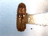  ( - CNC COLEO 00138488)  @11 [ ] CreativeCommons - Attribution (2012) CNC/CBG Photography Group Centre for Biodiversity Genomics