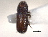  (Pityophthorus clivus - CNC COLEO 00138489)  @11 [ ] CreativeCommons - Attribution (2012) CNC/CBG Photography Group Centre for Biodiversity Genomics