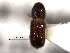  ( - CNC COLEO 00138490)  @11 [ ] CreativeCommons - Attribution (2012) CNC/CBG Photography Group Centre for Biodiversity Genomics