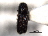  ( - CNC COLEO 00138492)  @11 [ ] CreativeCommons - Attribution (2012) CNC/CBG Photography Group Centre for Biodiversity Genomics