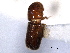  ( - CNC COLEO 00138494)  @11 [ ] CreativeCommons - Attribution (2012) CNC/CBG Photography Group Centre for Biodiversity Genomics