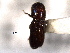  ( - CNC COLEO 00138496)  @11 [ ] CreativeCommons - Attribution (2012) CNC/CBG Photography Group Centre for Biodiversity Genomics
