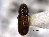  ( - CNC COLEO 00138502)  @11 [ ] CreativeCommons - Attribution (2012) CNC/CBG Photography Group Centre for Biodiversity Genomics