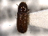  (Pityophthorus cortezi - CNC COLEO 00138503)  @11 [ ] CreativeCommons - Attribution (2012) CNC/CBG Photography Group Centre for Biodiversity Genomics