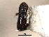  (Pityophthorus costatulus - CNC COLEO 00138507)  @11 [ ] CreativeCommons - Attribution (2012) CNC/CBG Photography Group Centre for Biodiversity Genomics