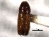  ( - CNC COLEO 00138509)  @11 [ ] CreativeCommons - Attribution (2012) CNC/CBG Photography Group Centre for Biodiversity Genomics