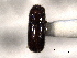  ( - CNC COLEO 00138510)  @12 [ ] CreativeCommons - Attribution (2012) CNC/CBG Photography Group Centre for Biodiversity Genomics