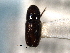  ( - CNC COLEO 00138511)  @11 [ ] CreativeCommons - Attribution (2012) CNC/CBG Photography Group Centre for Biodiversity Genomics