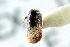  ( - CNC COLEO 00138515)  @11 [ ] CreativeCommons - Attribution (2012) CNC/CBG Photography Group Centre for Biodiversity Genomics
