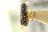  ( - CNC COLEO 00138522)  @11 [ ] CreativeCommons - Attribution (2012) CNC/CBG Photography Group Centre for Biodiversity Genomics