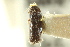  ( - CNC COLEO 00138523)  @11 [ ] CreativeCommons - Attribution (2012) CNC/CBG Photography Group Centre for Biodiversity Genomics