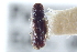  ( - CNC COLEO 00138524)  @11 [ ] CreativeCommons - Attribution (2012) CNC/CBG Photography Group Centre for Biodiversity Genomics