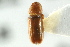  (Pityophthorus deletus - CNC COLEO 00138527)  @12 [ ] CreativeCommons - Attribution (2012) CNC/CBG Photography Group Centre for Biodiversity Genomics