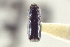  (Pityophthorus diligens - CNC COLEO 00138534)  @11 [ ] CreativeCommons - Attribution (2012) CNC/CBG Photography Group Centre for Biodiversity Genomics