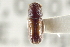  ( - CNC COLEO 00138539)  @11 [ ] CreativeCommons - Attribution (2012) CNC/CBG Photography Group Centre for Biodiversity Genomics