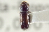  (Pityophthorus elatinus - CNC COLEO 00138540)  @12 [ ] CreativeCommons - Attribution (2012) CNC/CBG Photography Group Centre for Biodiversity Genomics