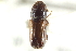  ( - CNC COLEO 00138541)  @11 [ ] CreativeCommons - Attribution (2012) CNC/CBG Photography Group Centre for Biodiversity Genomics
