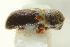  ( - CNC COLEO 00138548)  @11 [ ] CreativeCommons - Attribution (2012) CNC/CBG Photography Group Centre for Biodiversity Genomics