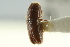  (Pityophthorus immanis - CNC COLEO 00138553)  @12 [ ] CreativeCommons - Attribution (2012) CNC/CBG Photography Group Centre for Biodiversity Genomics