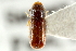  (Pityophthorus indigus - CNC COLEO 00138558)  @13 [ ] CreativeCommons - Attribution (2012) CNC/CBG Photography Group Centre for Biodiversity Genomics