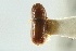  ( - CNC COLEO 00138559)  @11 [ ] CreativeCommons - Attribution (2012) CNC/CBG Photography Group Centre for Biodiversity Genomics