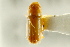 ( - CNC COLEO 00138561)  @11 [ ] CreativeCommons - Attribution (2012) CNC/CBG Photography Group Centre for Biodiversity Genomics