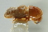  (Pityophthorus intentus - CNC COLEO 00138562)  @11 [ ] CreativeCommons - Attribution (2012) CNC/CBG Photography Group Centre for Biodiversity Genomics