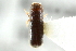  ( - CNC COLEO 00138569)  @13 [ ] CreativeCommons - Attribution (2012) CNC/CBG Photography Group Centre for Biodiversity Genomics