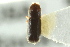  ( - CNC COLEO 00138570)  @12 [ ] CreativeCommons - Attribution (2012) CNC/CBG Photography Group Centre for Biodiversity Genomics