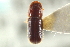  ( - CNC COLEO 00138572)  @13 [ ] CreativeCommons - Attribution (2012) CNC/CBG Photography Group Centre for Biodiversity Genomics