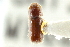  ( - CNC COLEO 00138573)  @11 [ ] CreativeCommons - Attribution (2012) CNC/CBG Photography Group Centre for Biodiversity Genomics