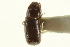  ( - CNC COLEO 00138577)  @12 [ ] CreativeCommons - Attribution (2012) CNC/CBG Photography Group Centre for Biodiversity Genomics