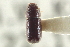  (Pityophthorus lecontei - CNC COLEO 00138578)  @13 [ ] CreativeCommons - Attribution (2012) CNC/CBG Photography Group Centre for Biodiversity Genomics