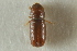  ( - CNC COLEO 00138581)  @11 [ ] CreativeCommons - Attribution (2012) CNC/CBG Photography Group Centre for Biodiversity Genomics