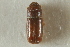  (Pityophthorus knoteki - CNC COLEO 00138582)  @11 [ ] CreativeCommons - Attribution (2012) CNC/CBG Photography Group Centre for Biodiversity Genomics