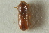  ( - CNC COLEO 00138583)  @11 [ ] CreativeCommons - Attribution (2012) CNC/CBG Photography Group Centre for Biodiversity Genomics