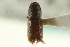  ( - CNC COLEO 00138589)  @11 [ ] CreativeCommons - Attribution (2012) CNC/CBG Photography Group Centre for Biodiversity Genomics