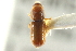  ( - CNC COLEO 00138592)  @11 [ ] CreativeCommons - Attribution (2012) CNC/CBG Photography Group Centre for Biodiversity Genomics