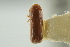  (Pityophthorus molestus - CNC COLEO 00138595)  @11 [ ] CreativeCommons - Attribution (2012) CNC/CBG Photography Group Centre for Biodiversity Genomics