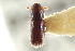  ( - CNC COLEO 00138596)  @11 [ ] CreativeCommons - Attribution (2012) CNC/CBG Photography Group Centre for Biodiversity Genomics