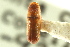  ( - CNC COLEO 00138600)  @11 [ ] CreativeCommons - Attribution (2012) CNC/CBG Photography Group Centre for Biodiversity Genomics